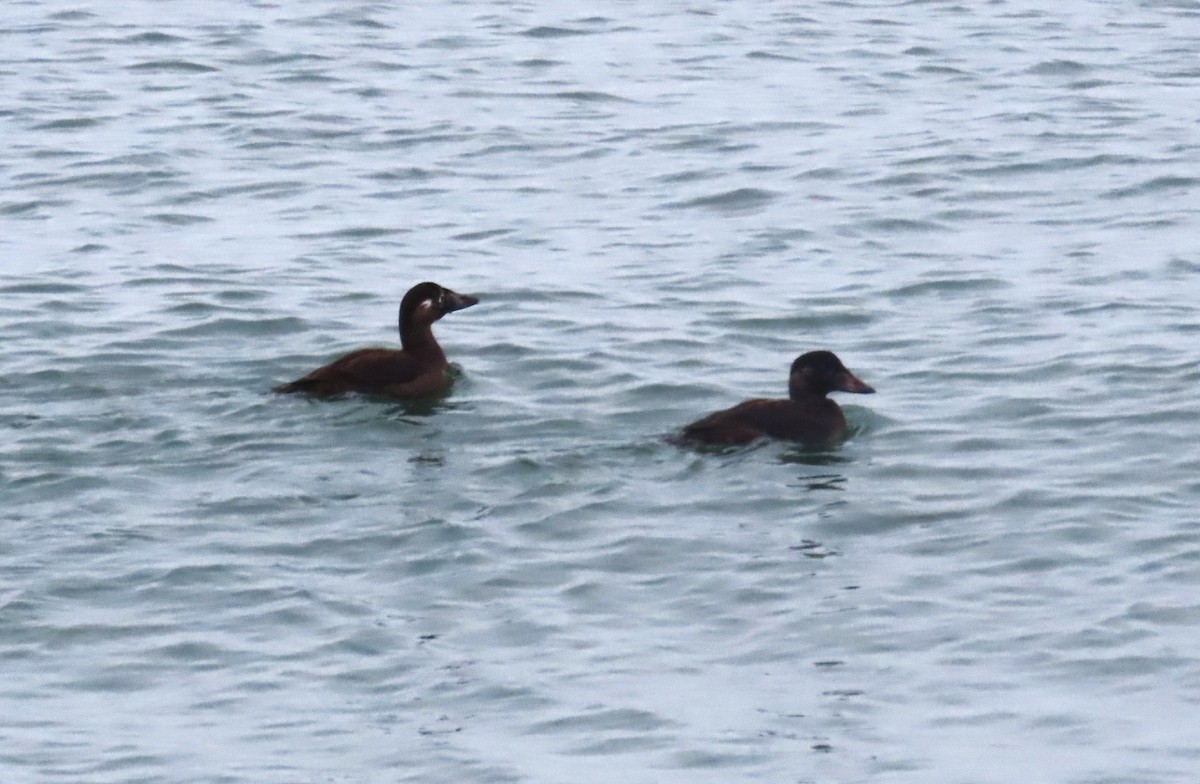 Surf Scoter - ML646147443