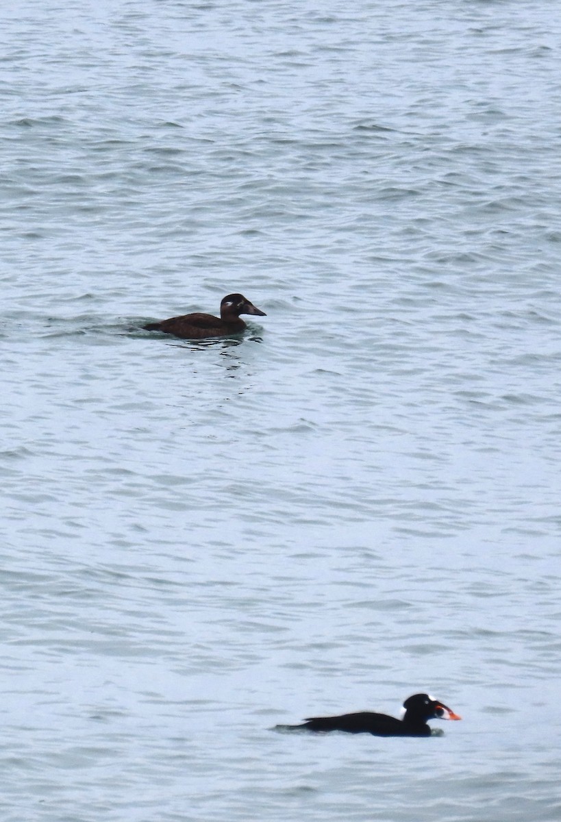 Surf Scoter - ML646147444