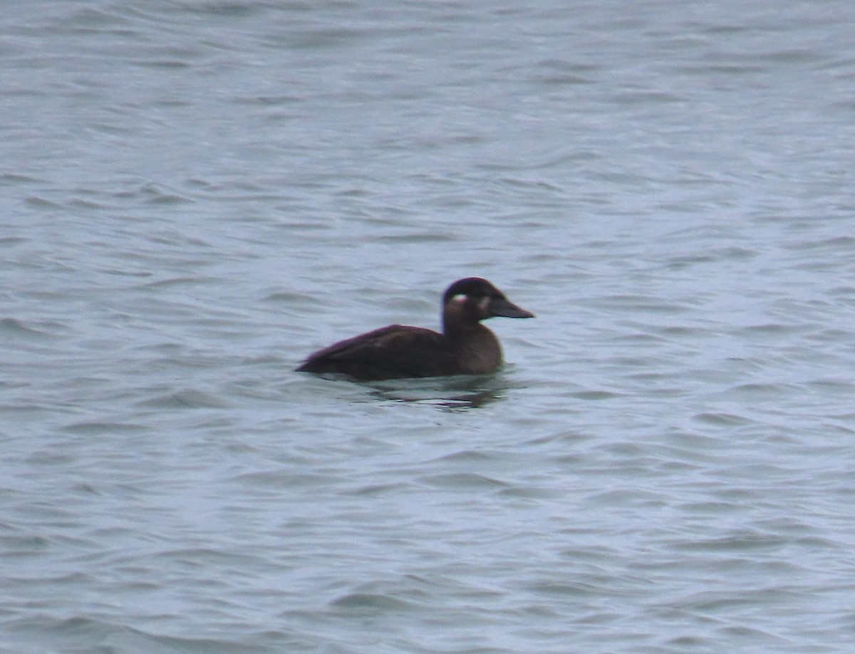 Surf Scoter - ML646147446