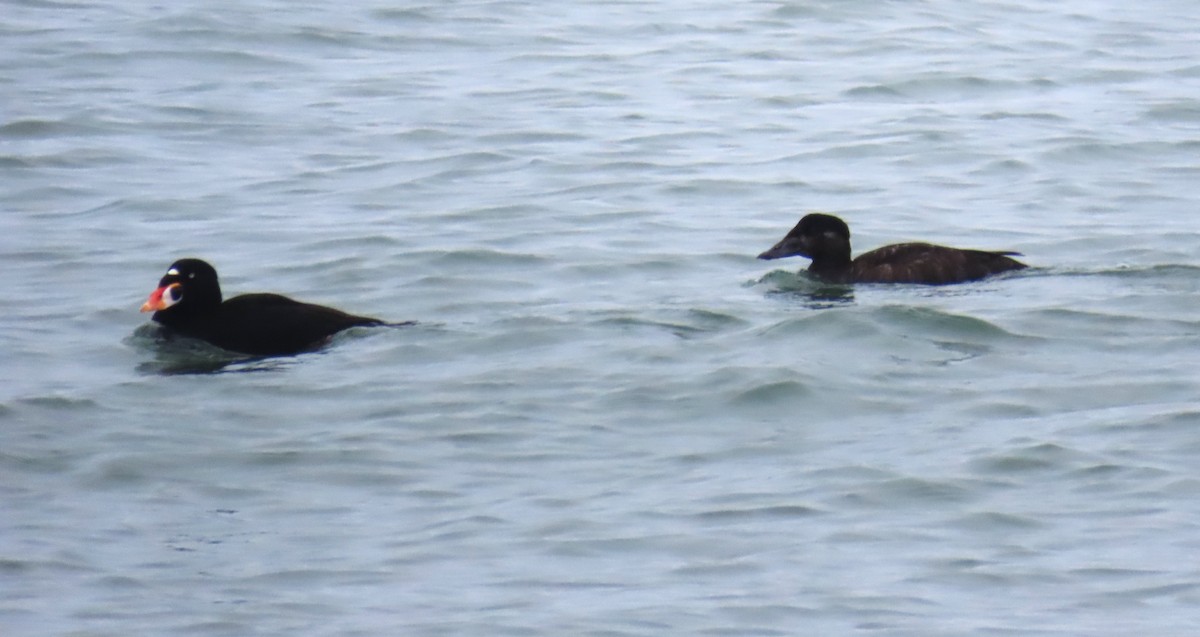 Surf Scoter - ML646147447