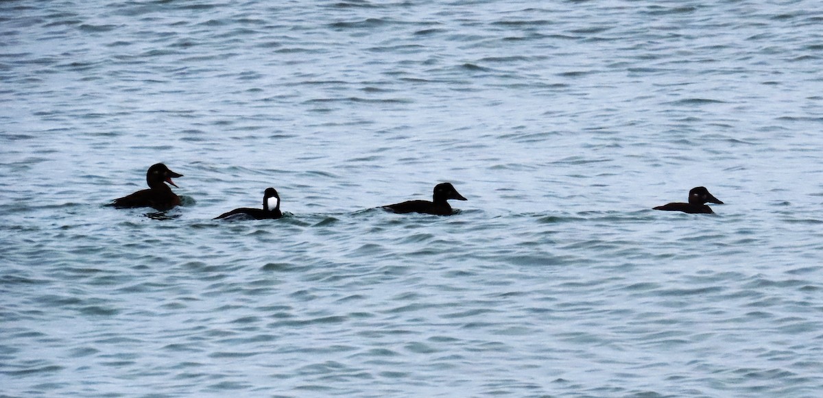 Surf Scoter - ML646147449