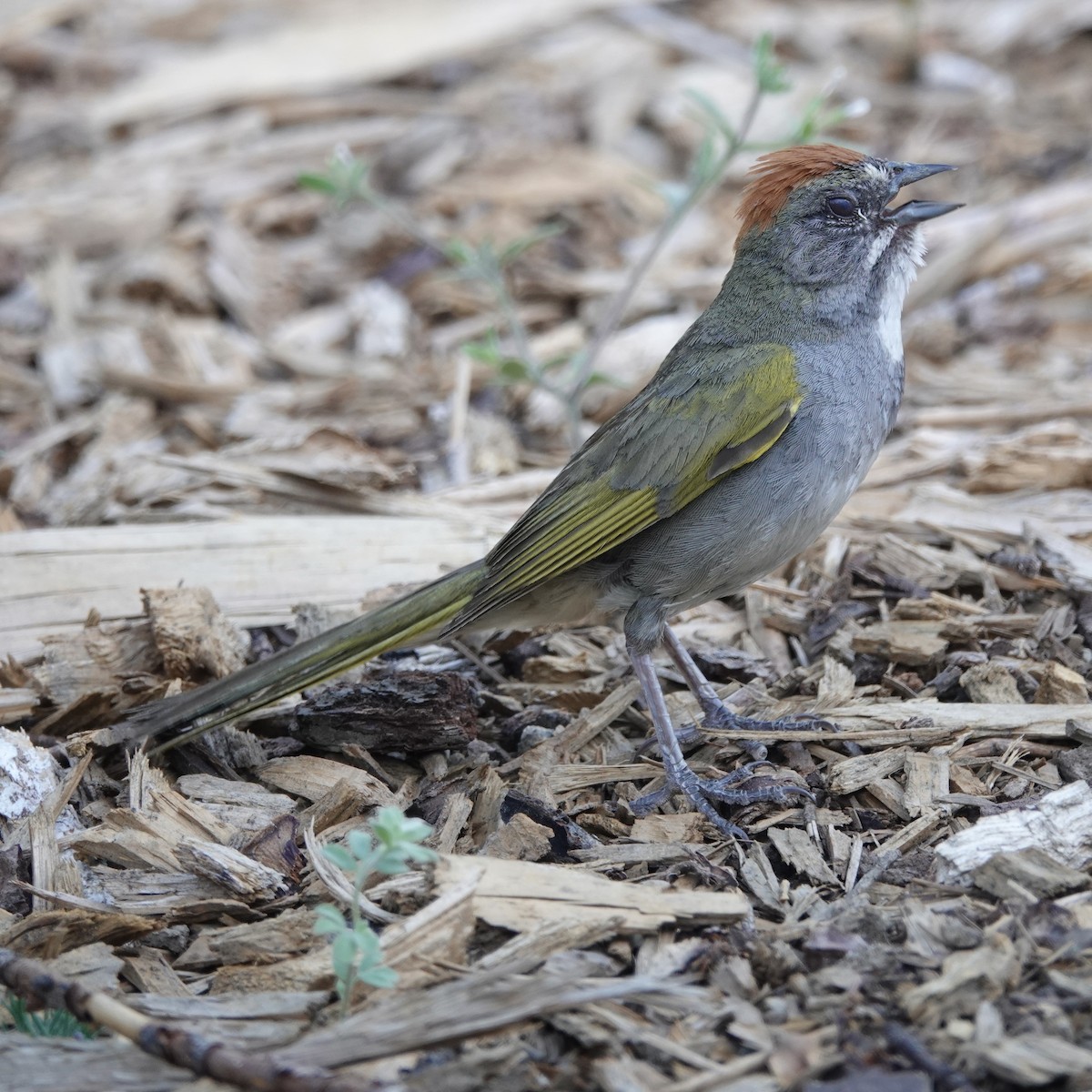 Green-tailed Towhee - ML646147454