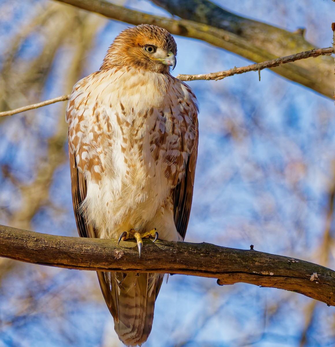 káně rudochvostá - ML646147455