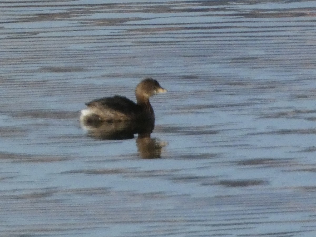 Pied-billed Grebe - ML646147457