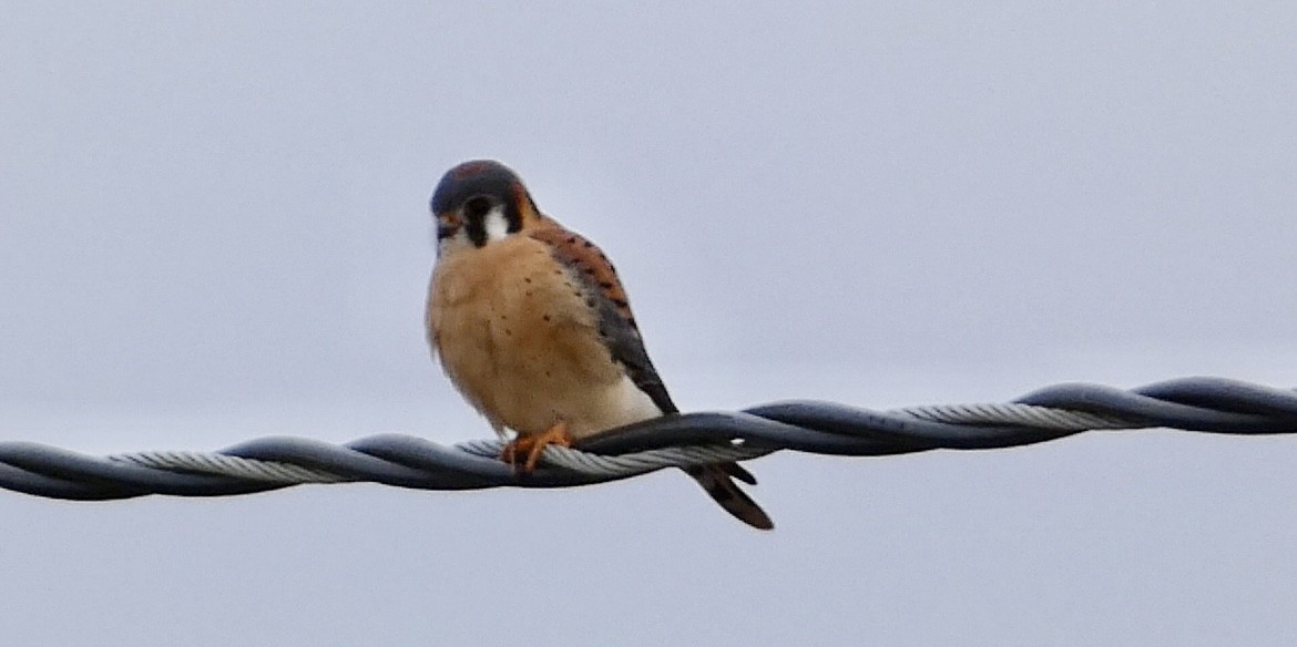 American Kestrel - ML646147463