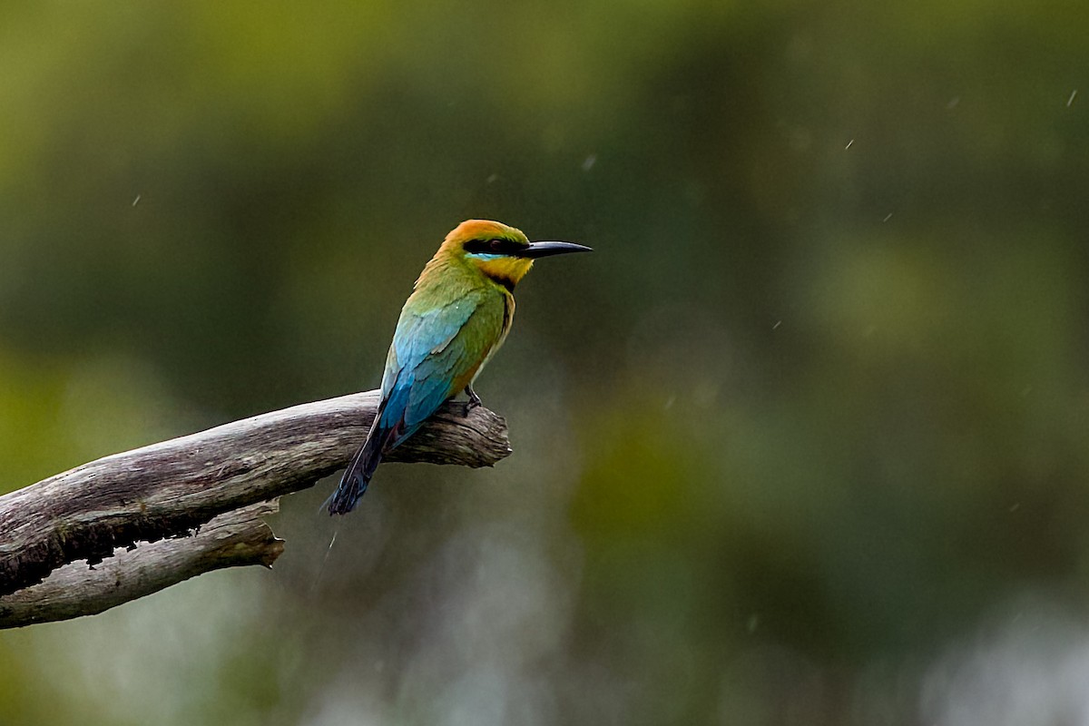 Rainbow Bee-eater - ML646147464
