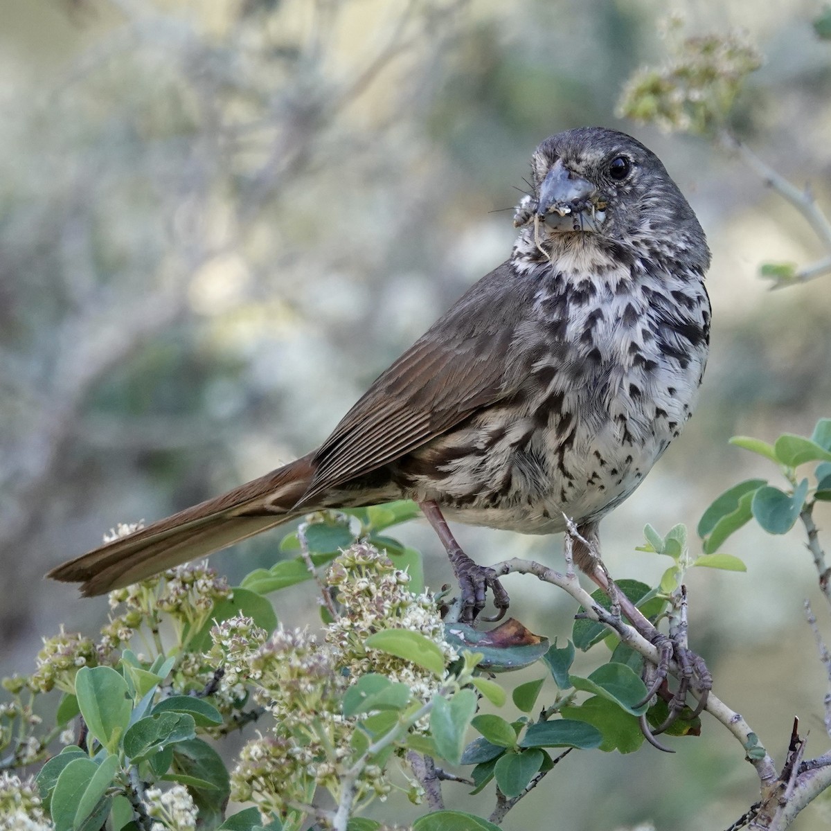 Fox Sparrow - ML646147465