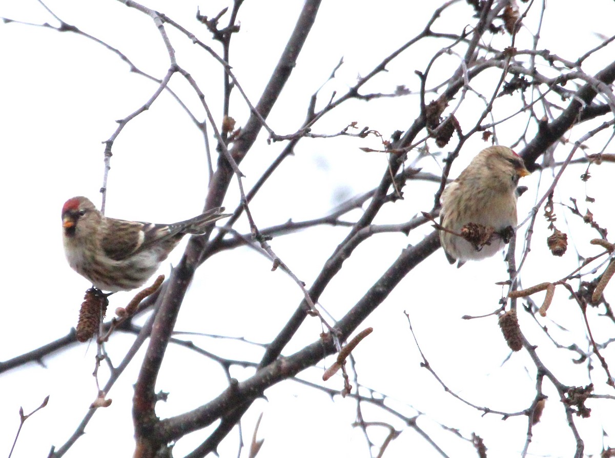 Redpoll - ML646147466