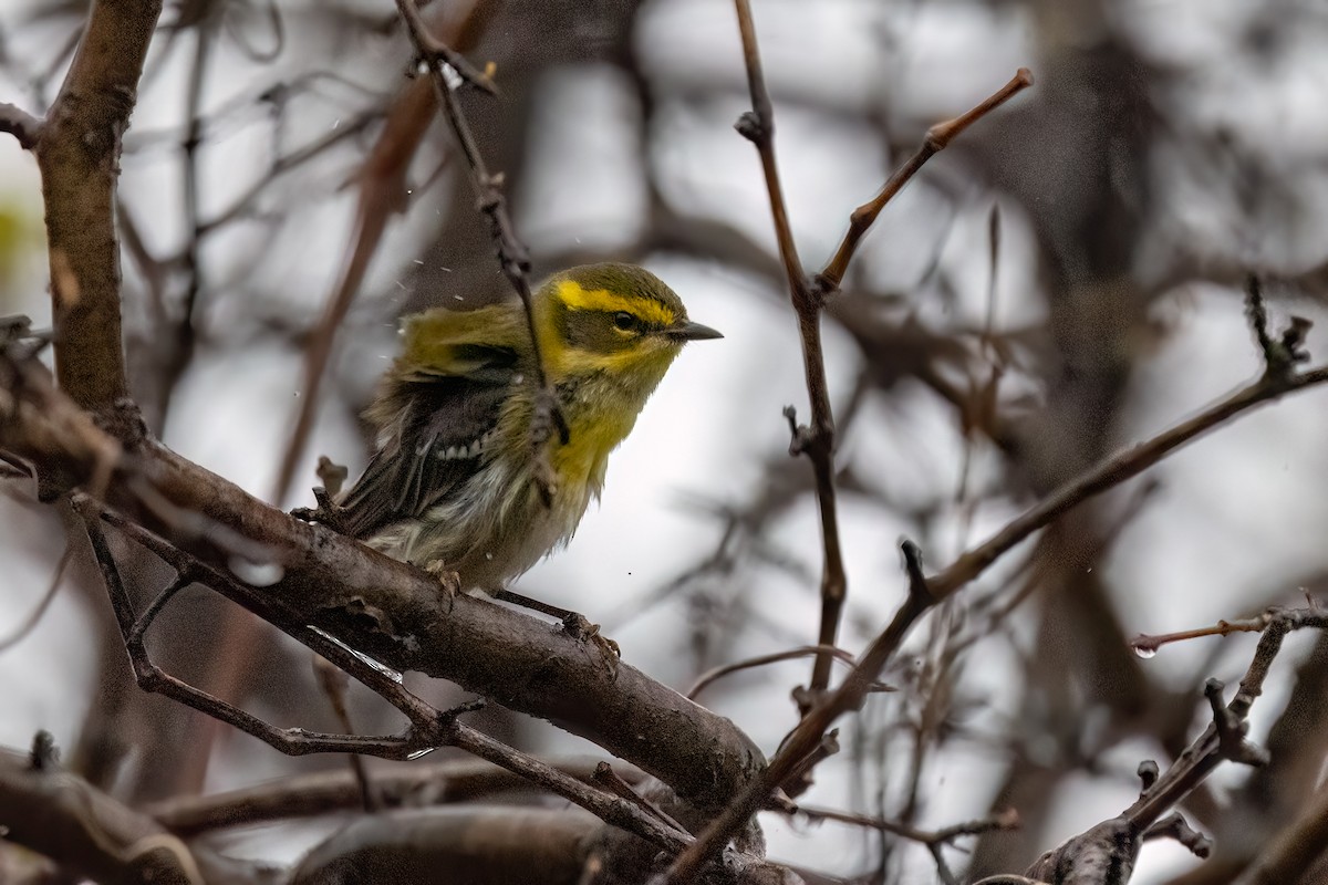 Townsend's Warbler - ML646147468