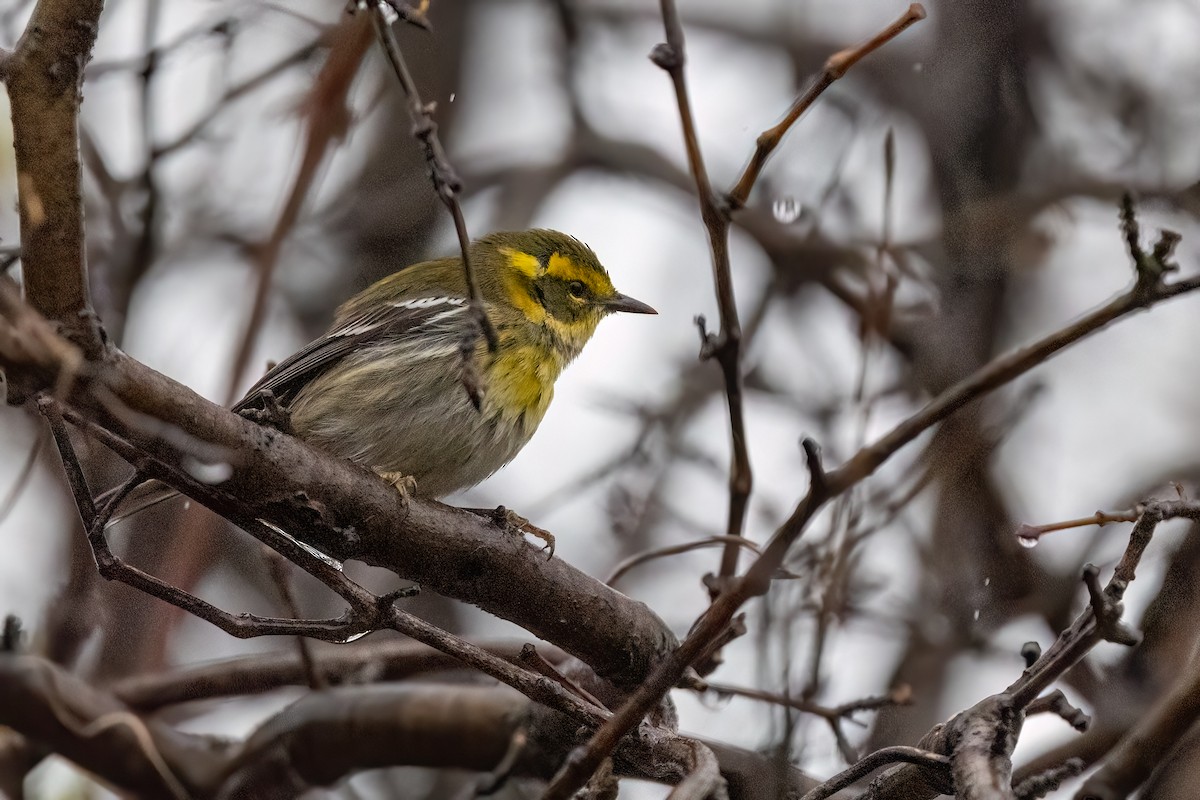 Townsend's Warbler - ML646147469
