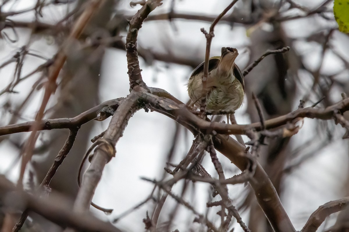 Townsend's Warbler - ML646147470