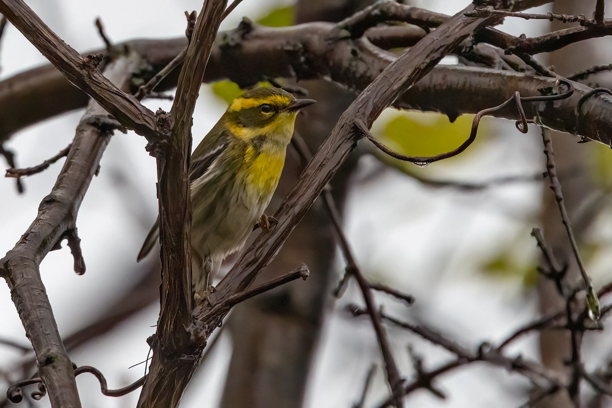Townsend's Warbler - ML646147471