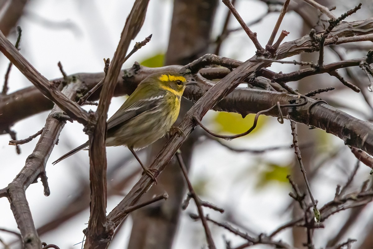 Townsend's Warbler - ML646147472