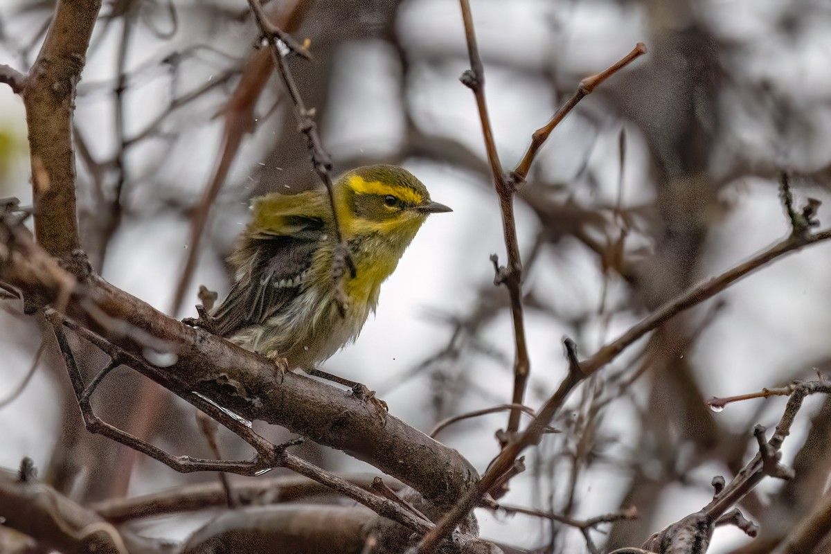 Townsend's Warbler - ML646147473