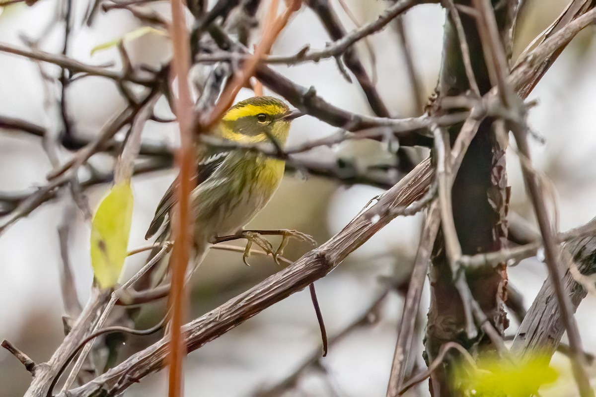 Townsend's Warbler - ML646147474