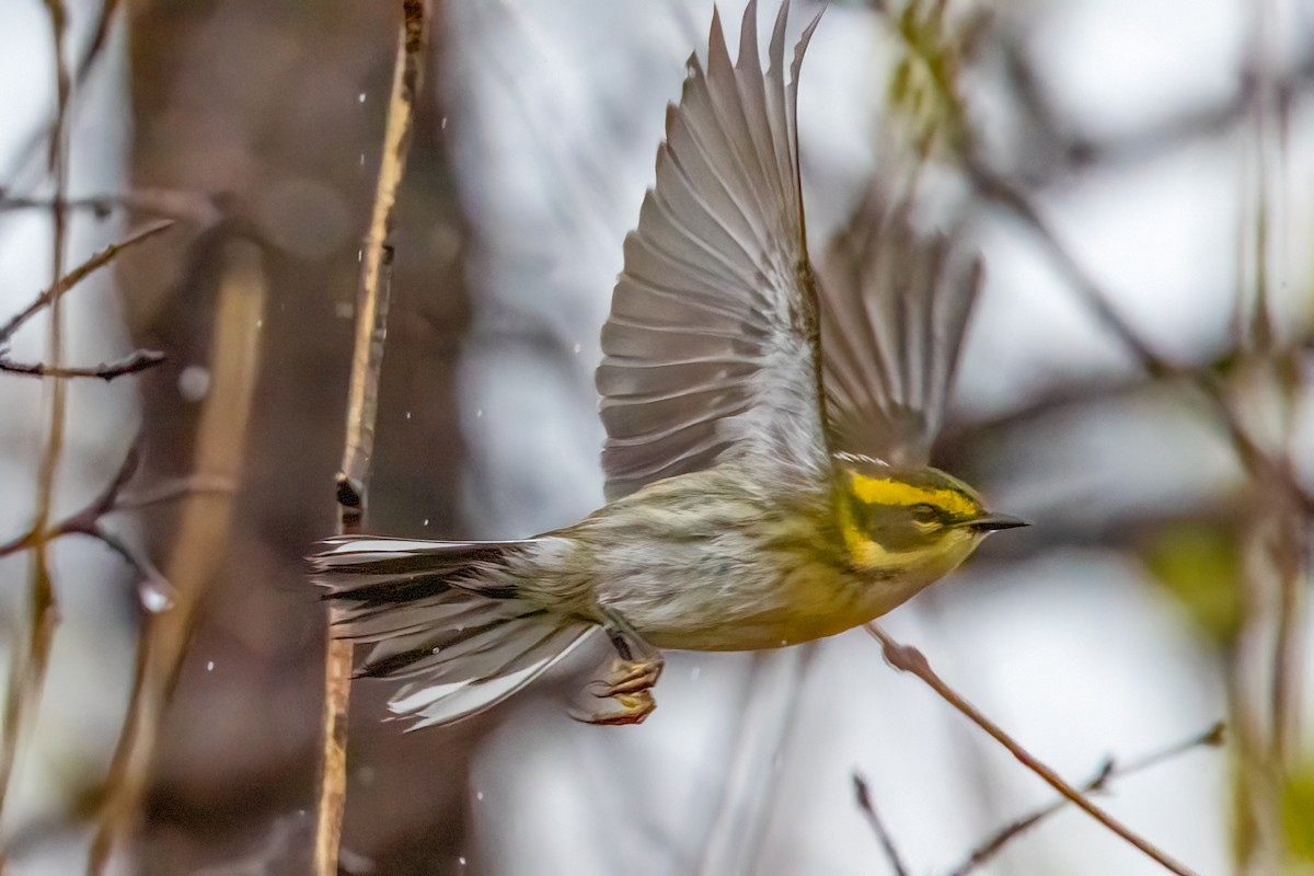 Townsend's Warbler - ML646147475