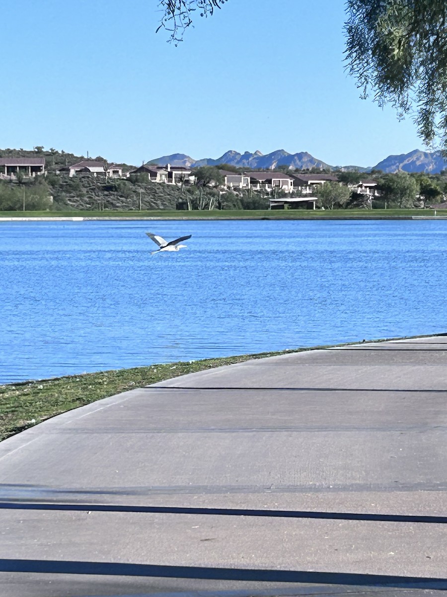 Great Blue Heron - ML646147476
