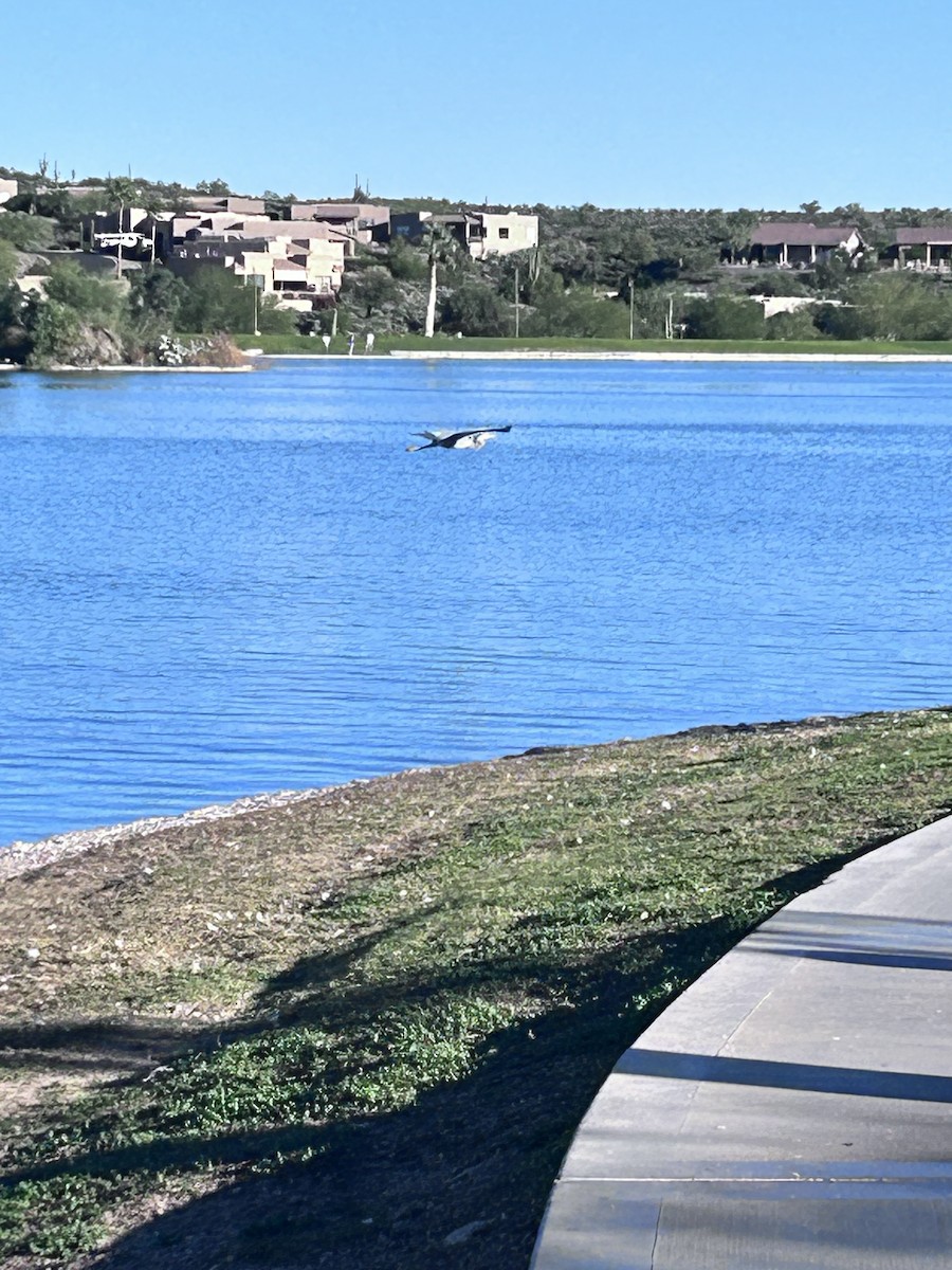 Great Blue Heron - ML646147478