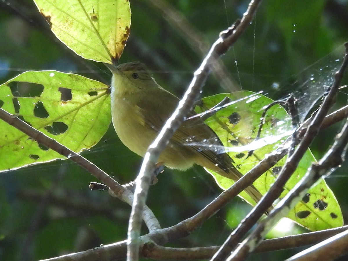 Olive Bulbul - ML646147482