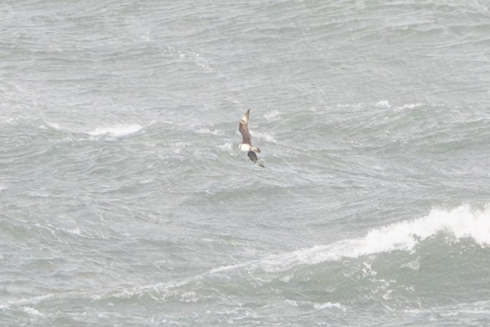 Págalo Pomarino - ML646147483