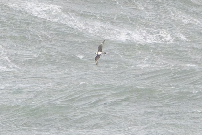 Págalo Pomarino - ML646147484