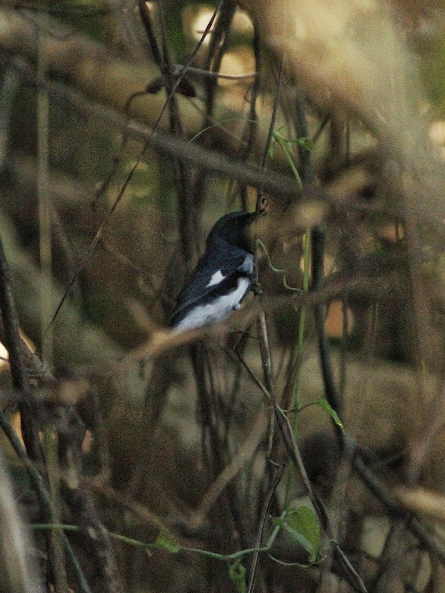 Black-throated Blue Warbler - ML646147487