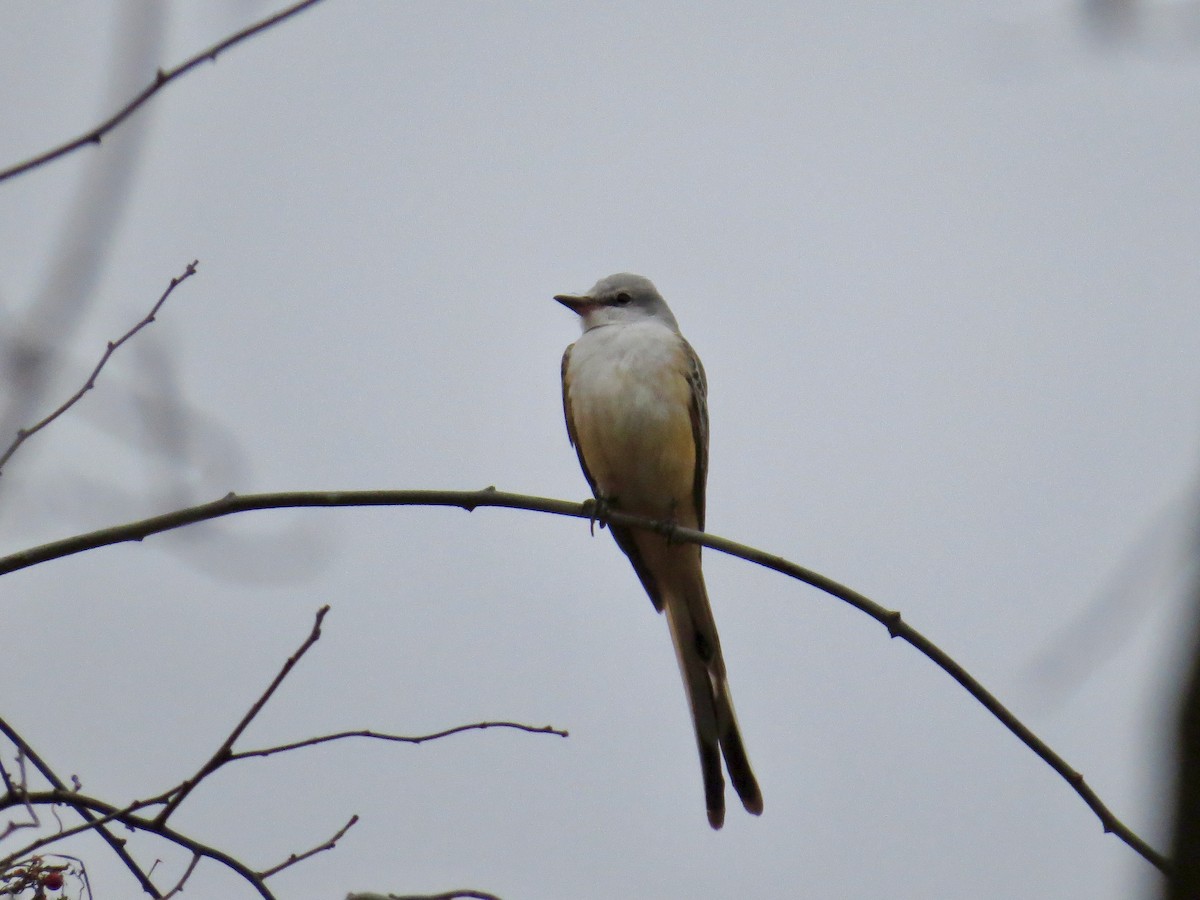 Scissor-tailed Flycatcher - ML646147491