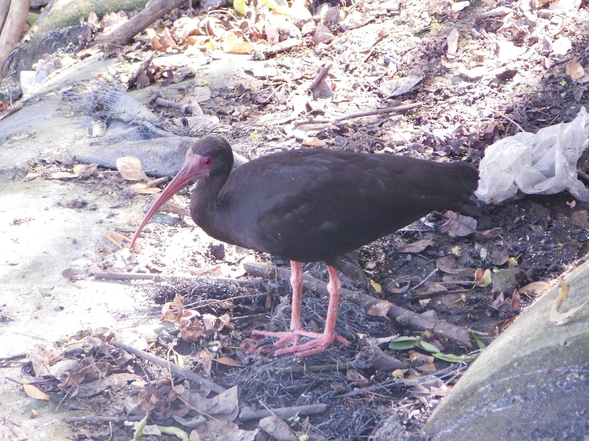 Bare-faced Ibis - ML646147492