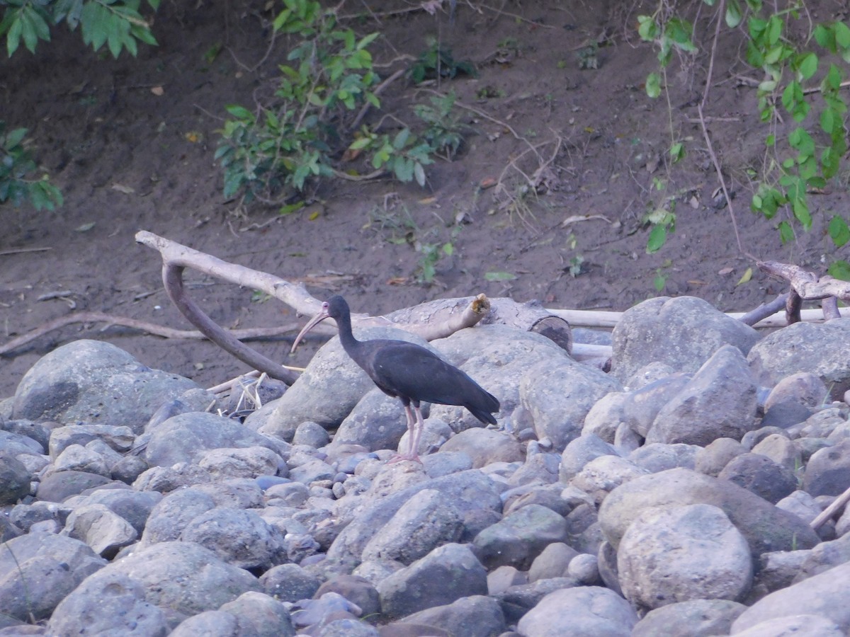Bare-faced Ibis - ML646147493