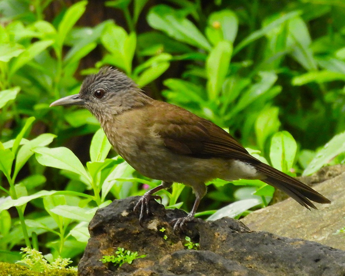 Mindoro Bulbul - ML646147494