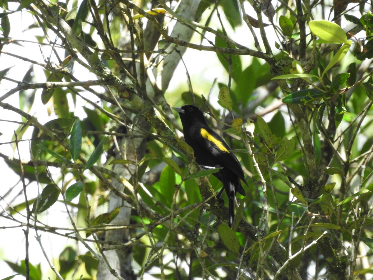 Golden-winged Cacique - ML646147496