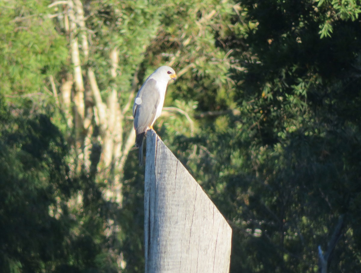 Gray Goshawk - ML646147497