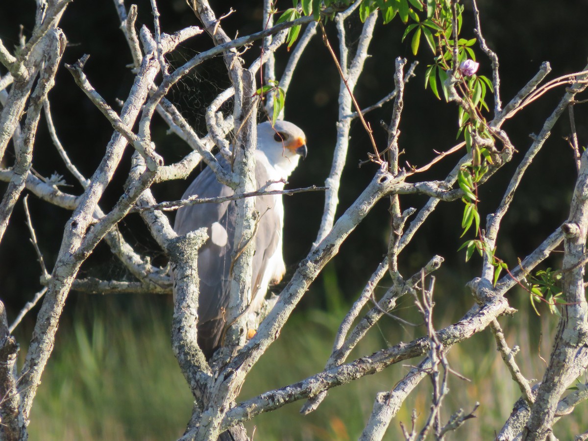 Gray Goshawk - ML646147498