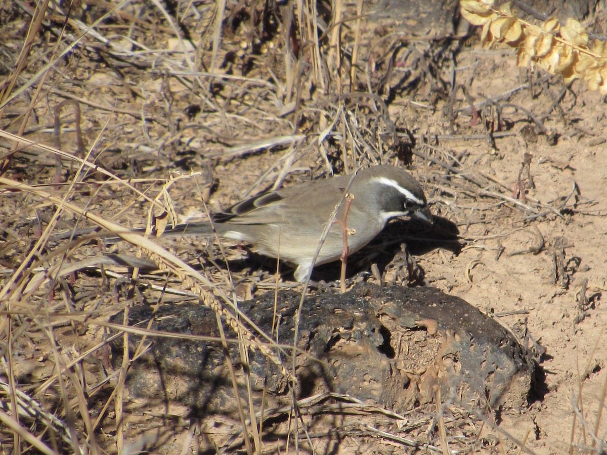 Black-throated Sparrow - ML646147502