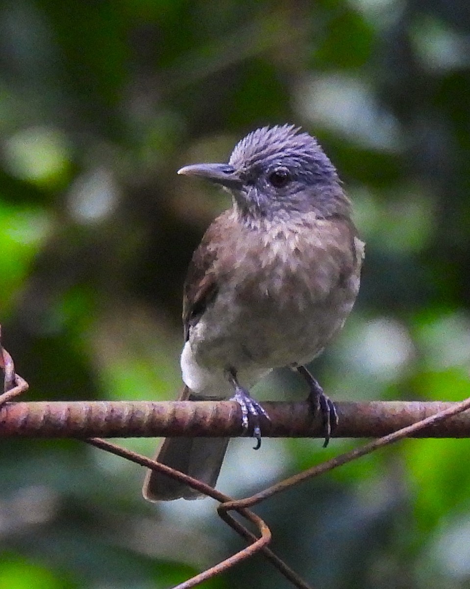 Mindoro Bulbul - ML646147509