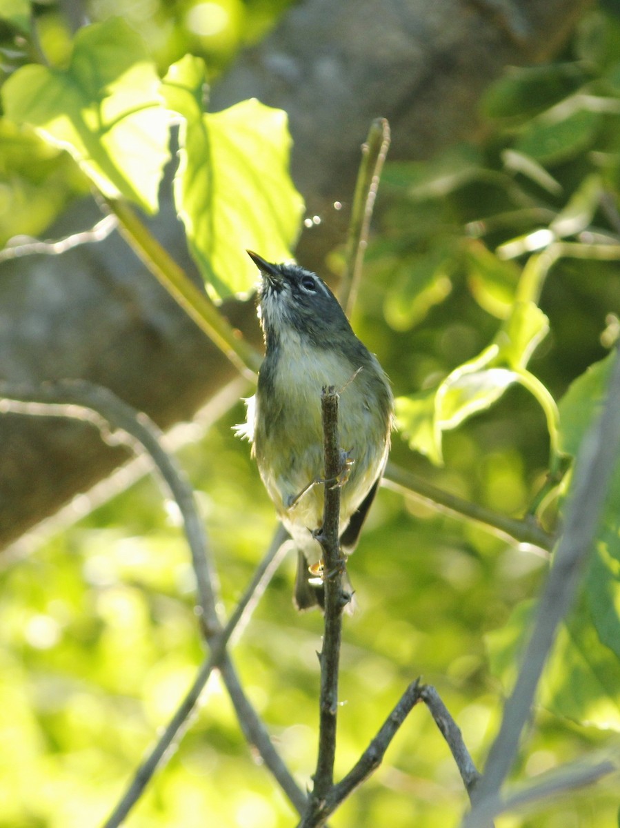 Black-throated Blue Warbler - ML646147521