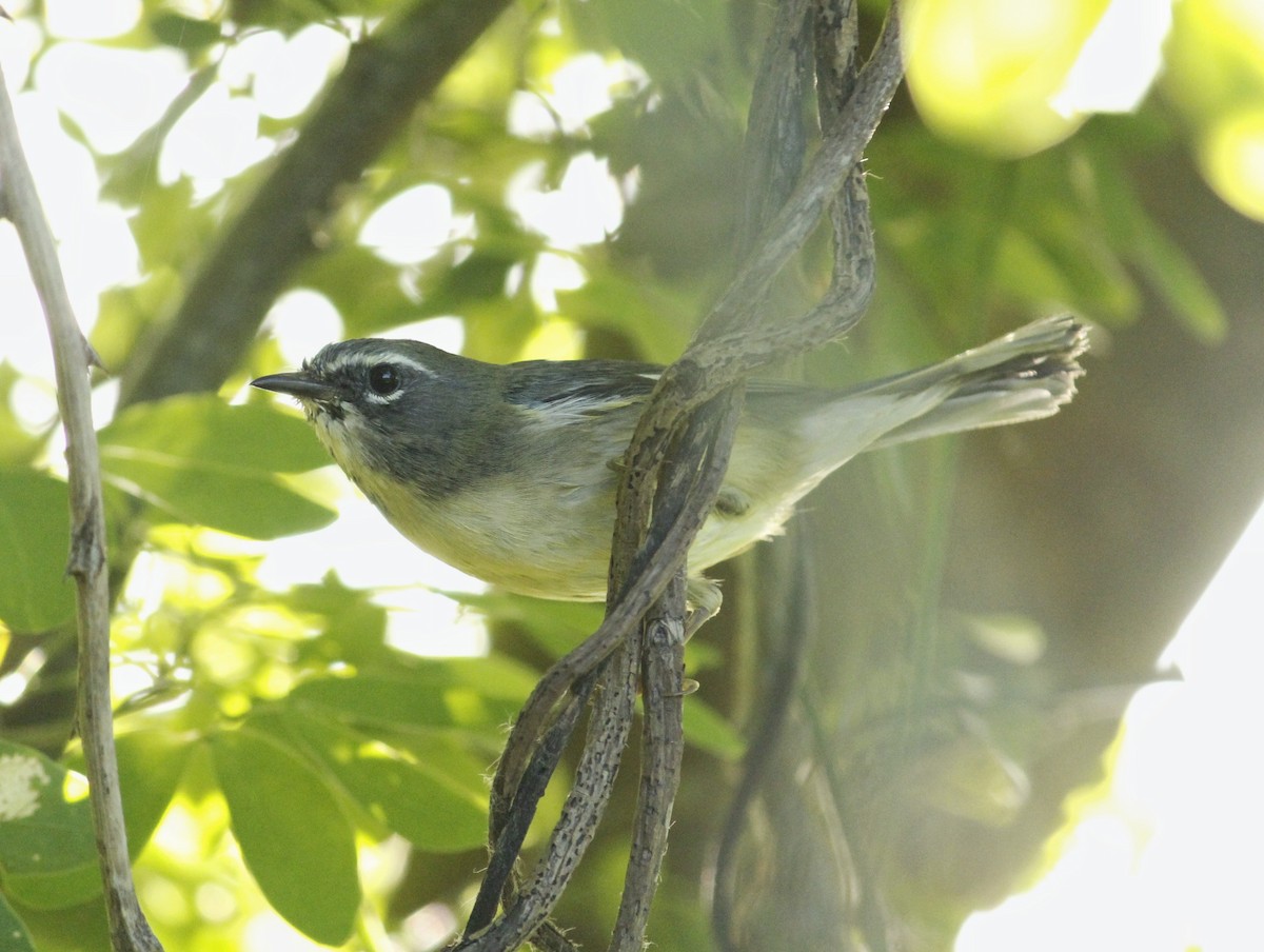 Black-throated Blue Warbler - ML646147522