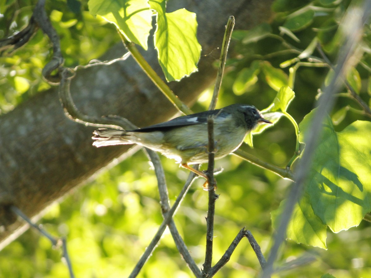 Black-throated Blue Warbler - ML646147523