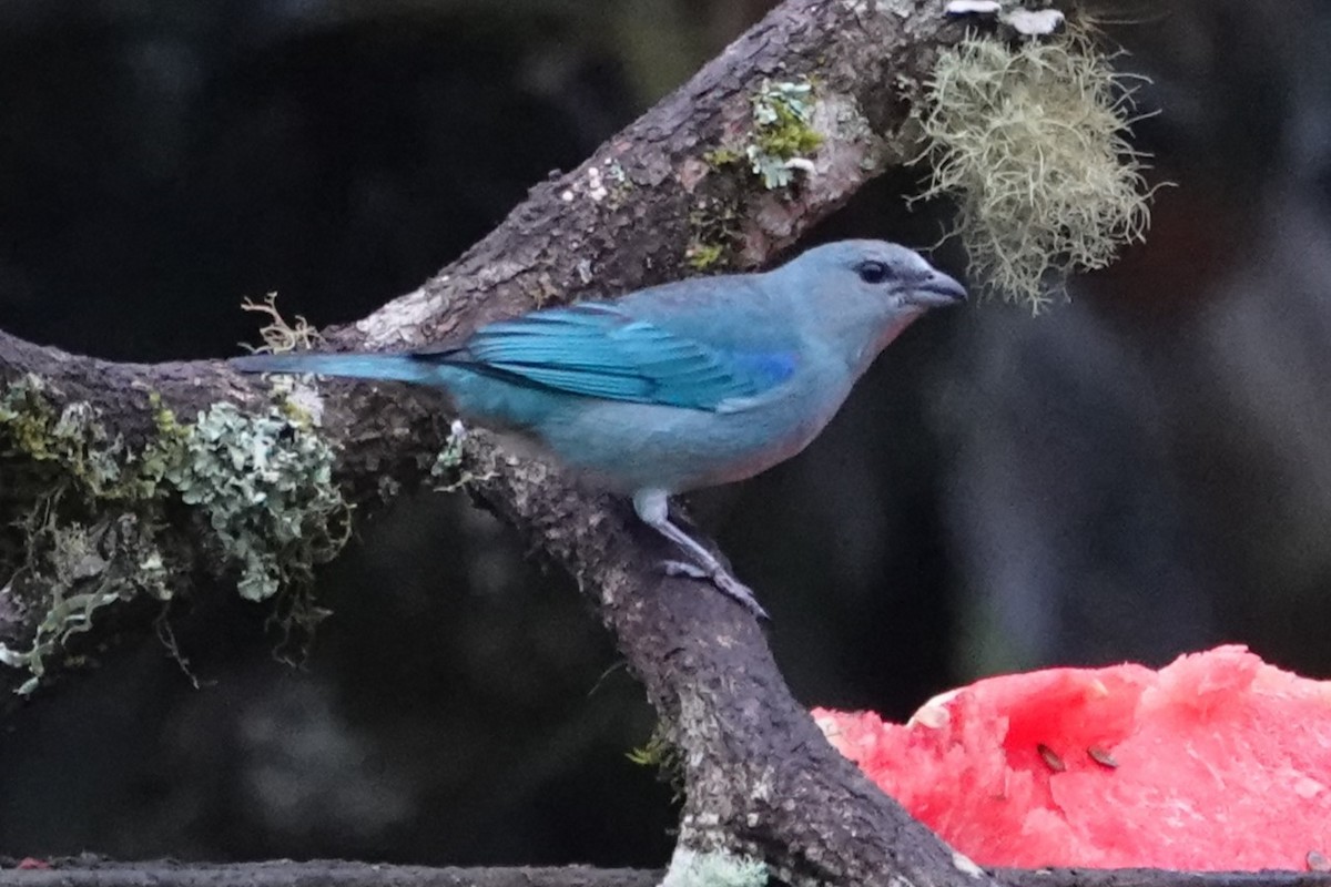 Azure-shouldered Tanager - ML646147526