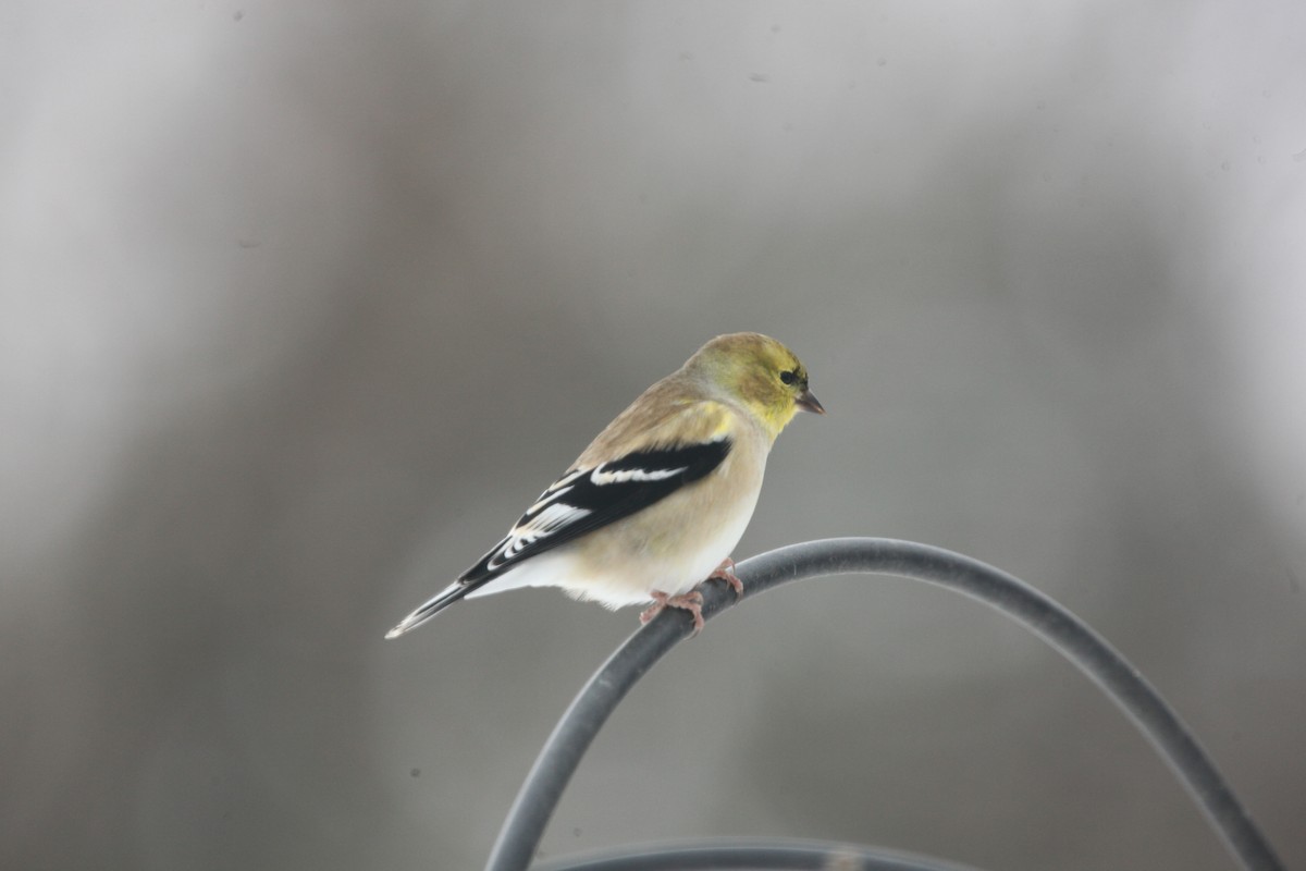 American Goldfinch - ML646147527