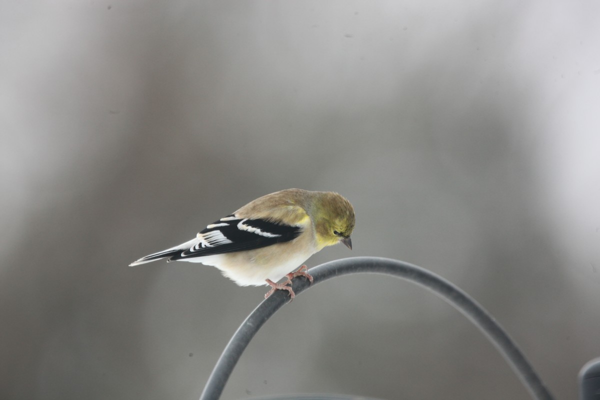American Goldfinch - ML646147528