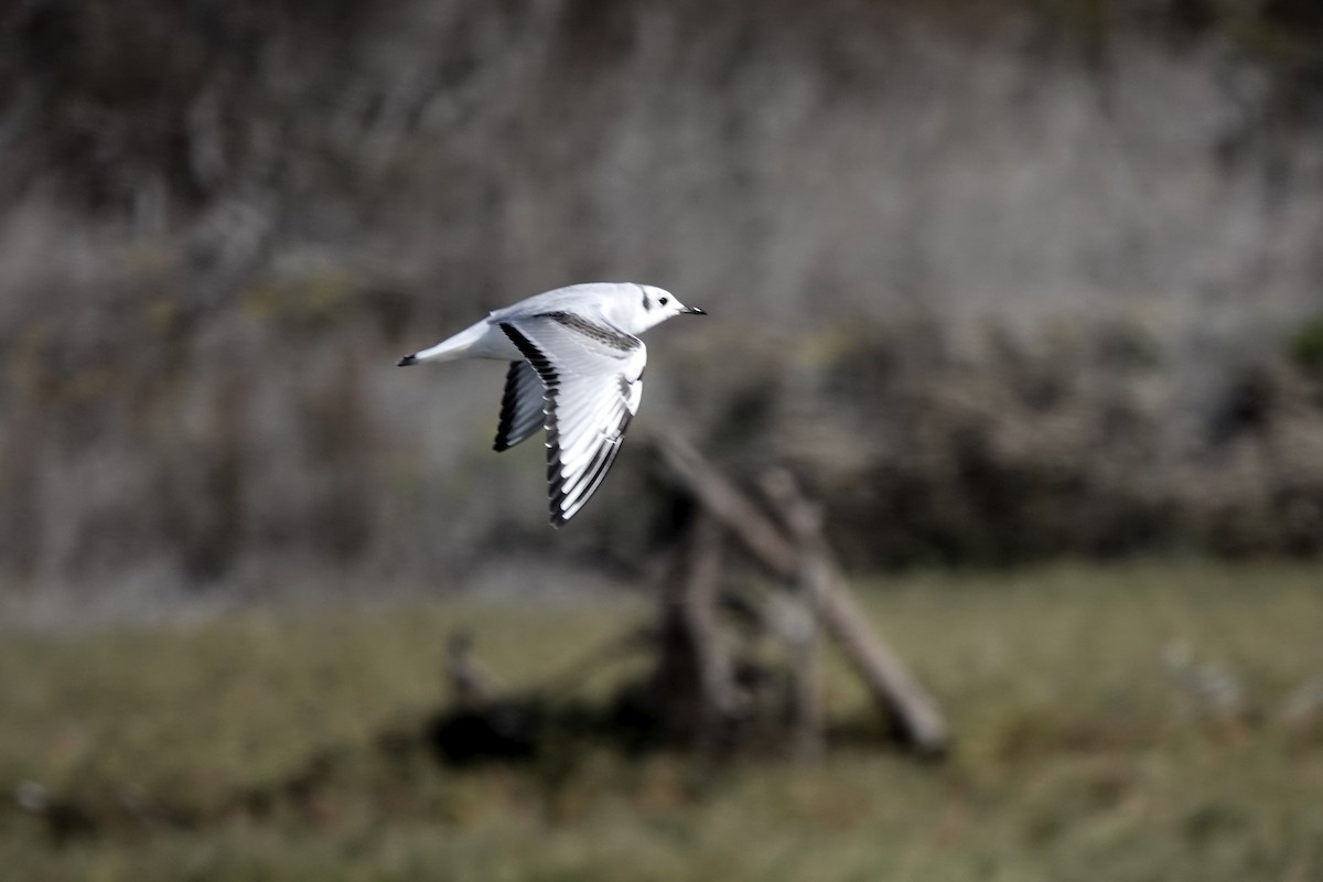 Bonaparte's Gull - ML646147529