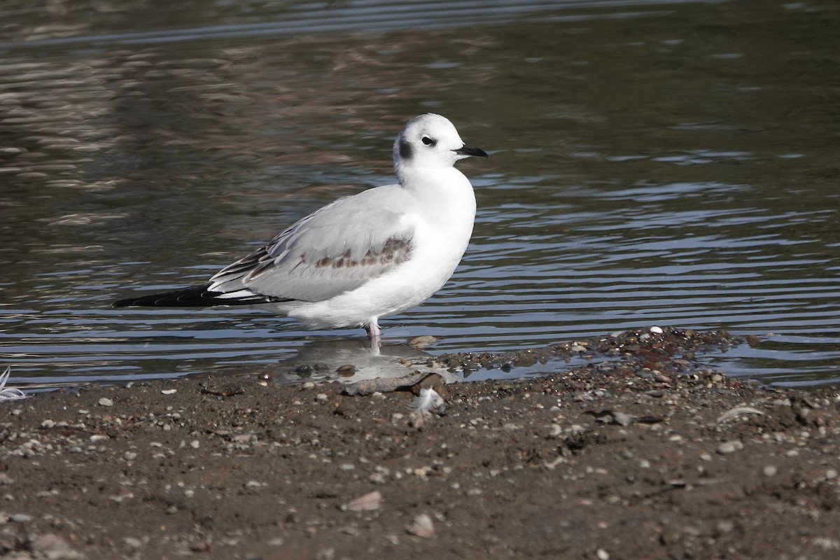 Bonaparte's Gull - ML646147530