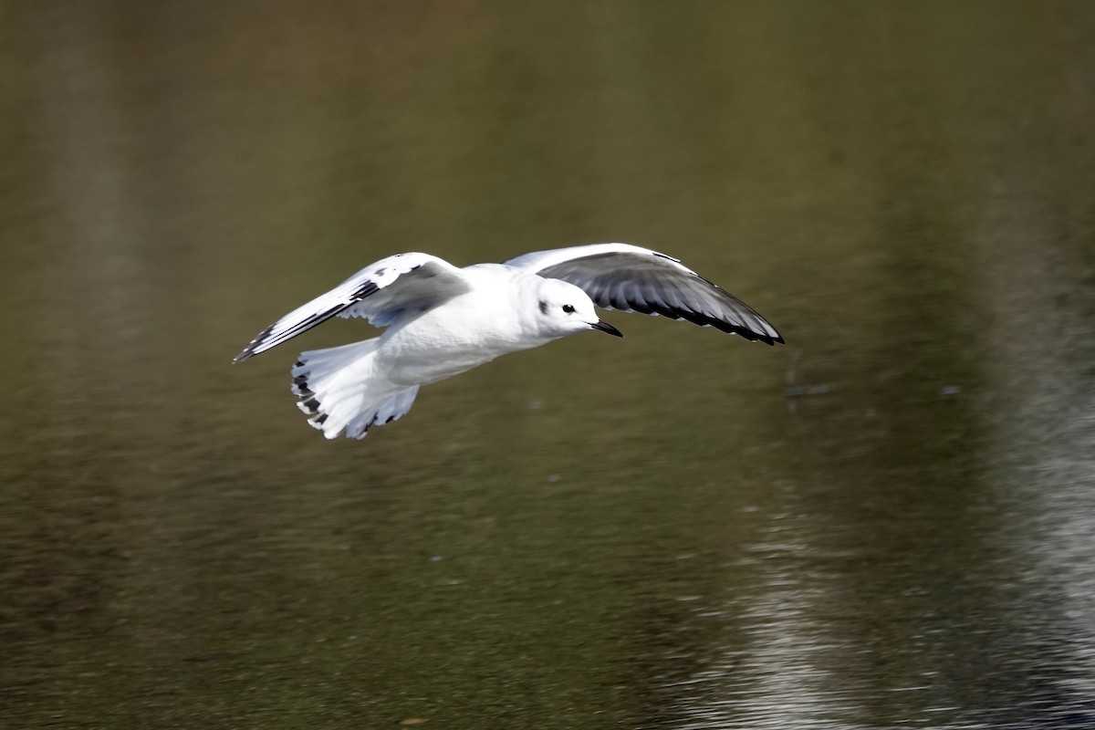Bonaparte's Gull - ML646147531