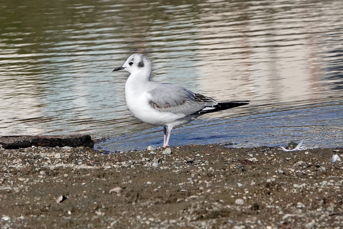 Bonaparte's Gull - ML646147532