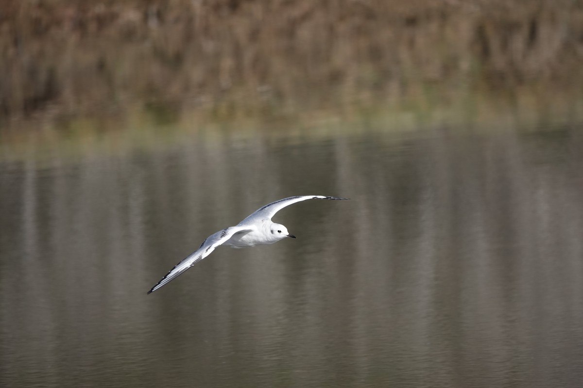 Bonaparte's Gull - ML646147533