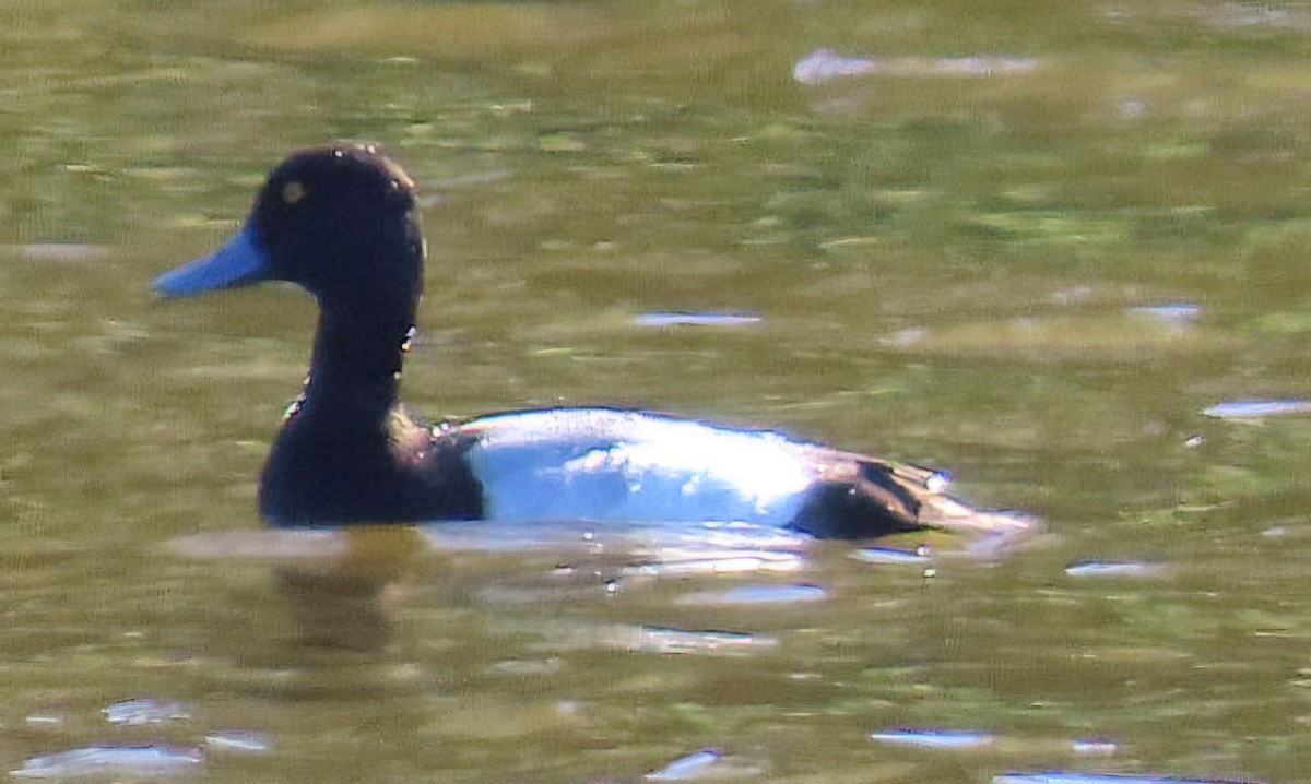 Greater Scaup - ML646147534