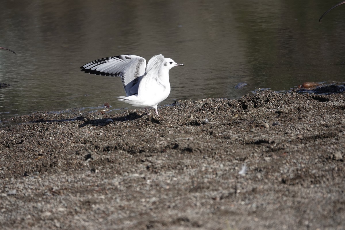 Bonaparte's Gull - ML646147535