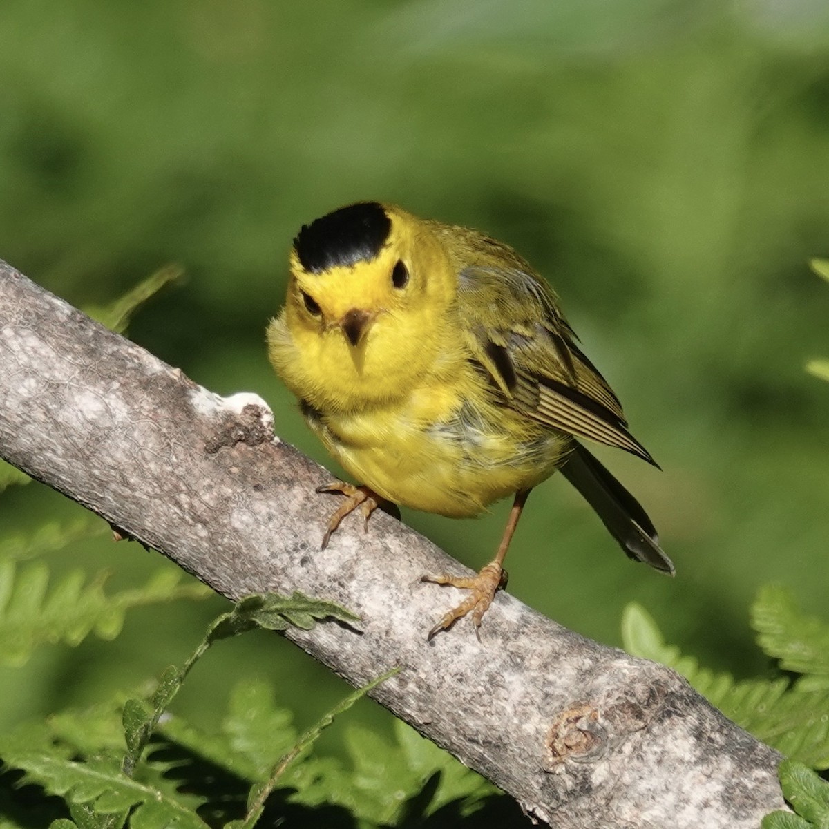 Steller's Jay - ML646147536