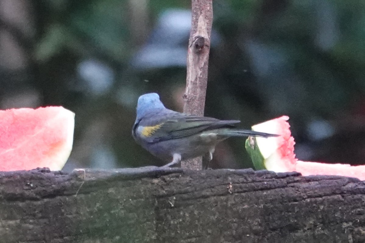 Golden-chevroned Tanager - ML646147537